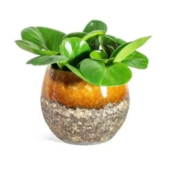 Peperomia Obtusifolia Green - Baby Rubber Plant -Plant potted plants Peperomia obtusifolia Green Baby Rubber Plant Lindy Plant Pot Ochre 02f52615 74bd 4bbf 801c 3ce417669252
