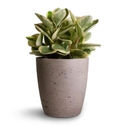 Gerben Plant Pot - Grey Washed -Plant potted plants Peperomia obtusifolia Obtipan Bicolor 12x20cm Gerben Plant Pot Grey Washed 15x16cm