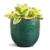 Peperomia Obtusifolia Obtipan Bicolor -Plant potted plants Peperomia obtusifolia Obtipan Bicolor 12x20cm Jolin Plant Pot Forest 14x13cm 79303ba2 5b80 4a80 ac21 849d9c993110