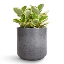 Peperomia Obtusifolia Obtipan Bicolor -Plant potted plants Peperomia obtusifolia Obtipan Bicolor 12x20cm Remmi Glaze Plant Pot Grey 14x14cm 06be5a2f e04b 4b9f 9743 9c2e146f0009