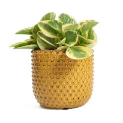 Peperomia Obtusifolia Obtipan Bicolor -Plant potted plants Peperomia obtusifolia Obtipan Bicolor Bolino Plant Pot Yellow