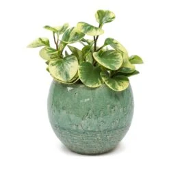 Peperomia Obtusifolia Variegata - Variegated Baby Rubber Plant -Plant potted plants Peperomia obtusifolia Variegata Variegated Baby Rubber Plant Femme Azure Plant Pot