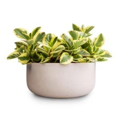 Peperomia Obtusifolia Obtipan Bicolor -Plant potted plants Peperomia obtusiifolia Jelly Variegated Optiban Bicolor Radiator Plant 12x25cm 3 x plants Eav Refined Plant Bowl Natural White 27x11.5cm