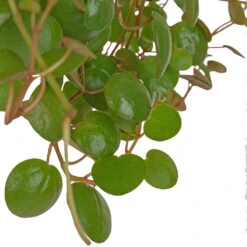 Peperomia Prostrata Pepperspot - String Of Coins -Plant potted plants Peperomia prostrata Pepperspot String of Coins 11x25cm 2