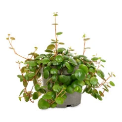 Peperomia Prostrata Pepperspot - String Of Coins -Plant potted plants Peperomia prostrata Pepperspot String of Coins 11x25cm 4