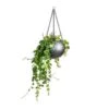Aeschynanthus Pink Polka - Lipstick Plant -Plant potted plants Peperomia prostrata Pepperspot String of Coins 15x20cm Gradient Hanging Plant Globe Matt Grey 24x19cm