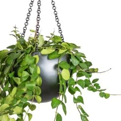 Aeschynanthus Pink Polka - Lipstick Plant -Plant potted plants Peperomia prostrata Pepperspot String of Coins 15x20cm Gradient Hanging Plant Globe Matt Grey 24x19cm 2