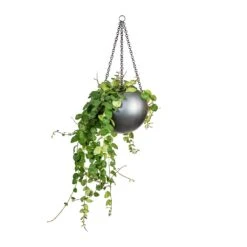 Gradient Hanging Plant Globe - Matt Grey -Plant potted plants Peperomia prostrata Pepperspot String of Coins 15x20cm Gradient Hanging Plant Globe Matt Grey 24x19cm 8229e548 e96e 4af8 a4b4 9dfa73bde1f8