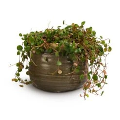 Peperomia Prostrata Pepperspot - String Of Coins -Plant potted plants Peperomia prostrata Pepperspot String of Coins 15x20cm Iris Plant Pot Moss Grey 21x17cm