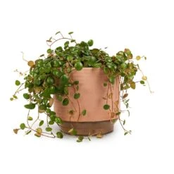 Peperomia Prostrata Pepperspot - String Of Coins -Plant potted plants Peperomia prostrata Pepperspot String of Coins 15x20cm Suze Plant Pot Pink 17x16cm