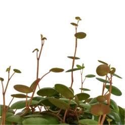 Peperomia Prostrata Pepperspot - String Of Coins -Plant potted plants Peperomia prostrata Pepperspot String of Coins DETAIL