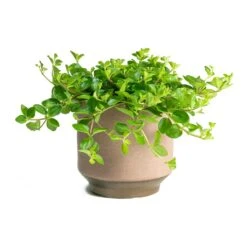 Peperomia Rotundifolia - Trailing Jade Plant -Plant potted plants Peperomia rotundifolia Trailing Jade Houseplant Suze Pink Plant Pot