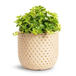 Peperomia Rotundifolia - Trailing Jade Plant -Plant potted plants Peperomia rotundifolia Trailing Jade Plant 12x20cm Bolino Plant Pot Mint 15x13cm