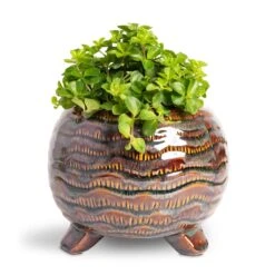 Dewi Plant Pot - Marrakesh -Plant potted plants Peperomia rotundifolia Trailing Jade Plant 12x20cm Dewi Plant Pot Marrakesh 18x14cm 65446e8f 53db 48ac b723 a26e9bc9dcde