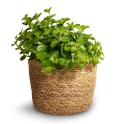 Peperomia Rotundifolia - Trailing Jade Plant -Plant potted plants Peperomia rotundifolia Trailing Jade Plant 12x20cm Igmar Plant Basket Natural 13x10cm 02c1867e f43b 4cd9 aee9 f189629bf6b0