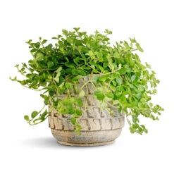 Peperomia Rotundifolia - Trailing Jade Plant -Plant potted plants Peperomia rotundifolia Trailing Jade Plant 15x25cm Jim Plant Pot Shell 19x16cm 2