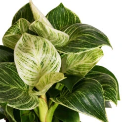 Philodendron Birkin - White Wave 23 Philodendron Birkin - White Wave -Plant potted plants Philodendron Birkin White Wave 11x20cm 2 Cropped