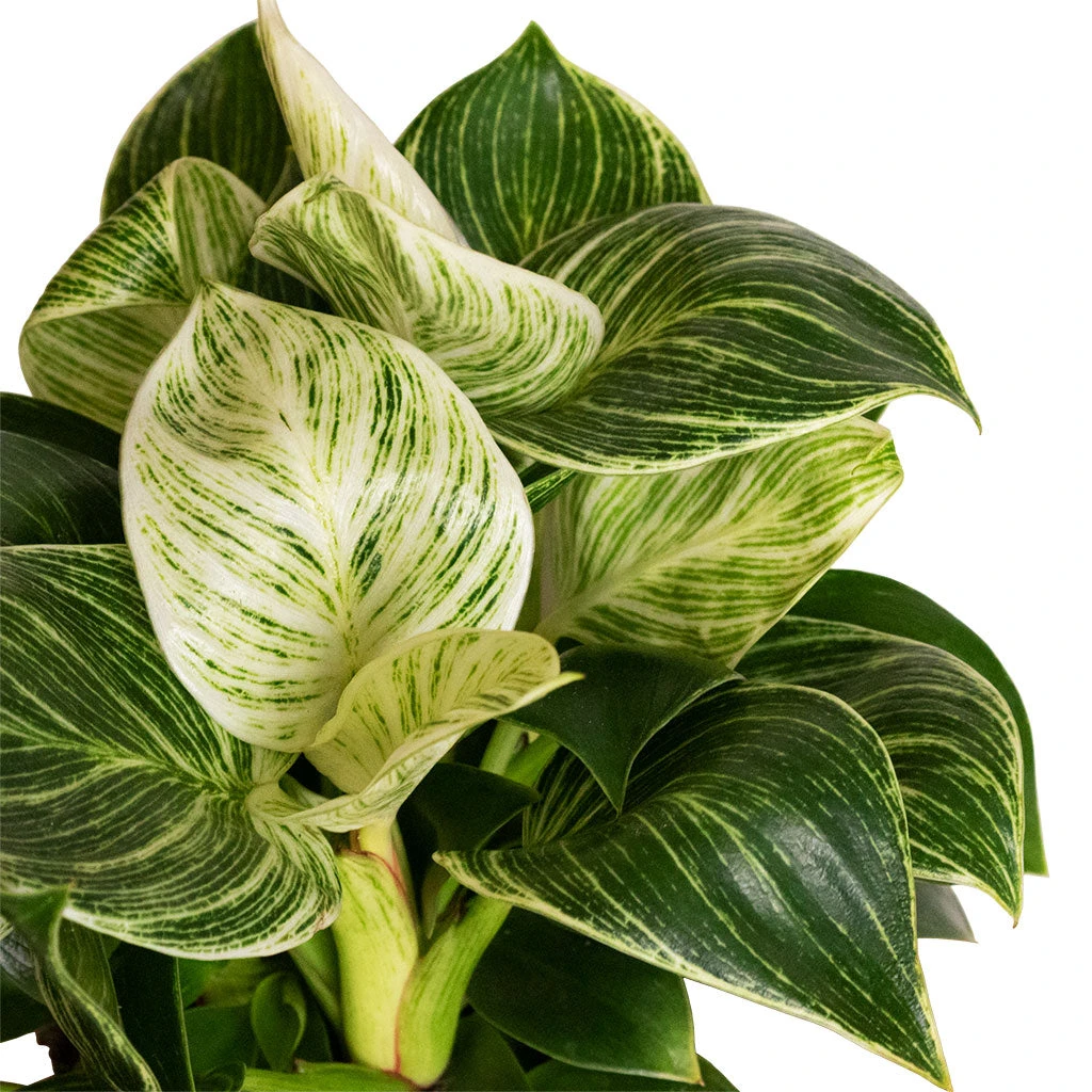 Philodendron Birkin - White Wave 18 Philodendron Birkin - White Wave - Image 16