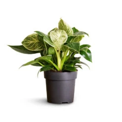 Philodendron Birkin - White Wave 25 Philodendron Birkin - White Wave -Plant potted plants Philodendron Birkin White Wave 11x20cm