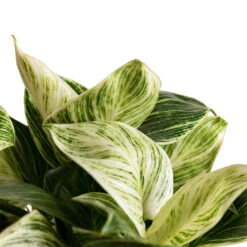 Philodendron Birkin - White Wave 29 Philodendron Birkin - White Wave -Plant potted plants Philodendron Birkin White Wave 11x20cm 3