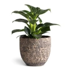 Philodendron Birkin - White Wave 28 Philodendron Birkin - White Wave -Plant potted plants Philodendron Birkin White Wave 11x20cm Cas Plant Pot Sahara 15x13cm
