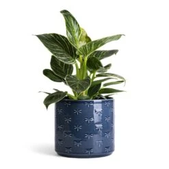 Philodendron Birkin - White Wave 33 Philodendron Birkin - White Wave -Plant potted plants Philodendron Birkin White Wave 12x25cm Arley Plant Pot Blue Dragonfly 14.5x15.5cm
