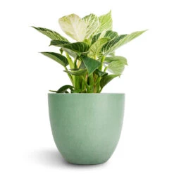 Philodendron Birkin - White Wave 24 Philodendron Birkin - White Wave -Plant potted plants Philodendron Birkin White Wave 12x25cm Bola Artstone Plant Pot Thyme 17x15cm 2