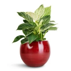 Philodendron Birkin - White Wave 27 Philodendron Birkin - White Wave -Plant potted plants Philodendron Birkin White Wave 12x25cm Cresta Plant Pot Deep Red 17x13cm 209458b7 64ad 46b5 9bc0 1bb93b519f01