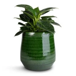 Remi Plant Pot - Green -Plant potted plants Philodendron Birkin White Wave 12x25cm Remi Plant Pot Green 18x19cm