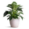 Philodendron Birkin - White Wave 2 Philodendron Birkin - White Wave -Plant potted plants Philodendron Birkin White Wave 12x25cm Sven Plant Pot White 15x12cm
