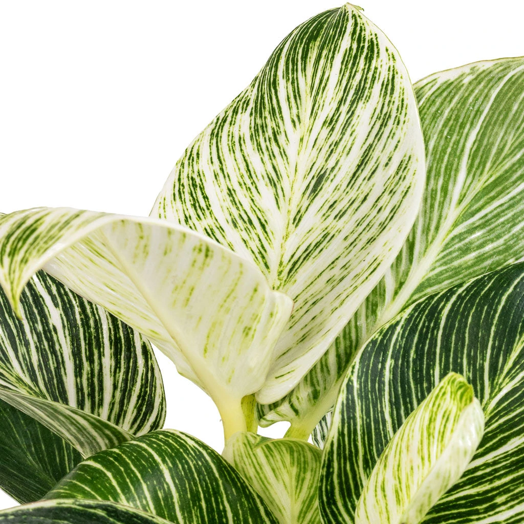 Philodendron Birkin - White Wave 4 Philodendron Birkin - White Wave - Image 2