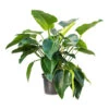 Philodendron Green Beauty -Plant potted plants Philodendron Green Beauty 30x110cm