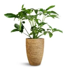 Philodendron Green Wonder -Plant potted plants Philodendron Green Wonder 24x80cm Ben Plant Pot Straw Grass 30x41cm