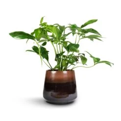 Philodendron Green Wonder -Plant potted plants Philodendron Green Wonder 24x80cm Joah Plant Pot Truffle 33x28cm