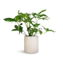 Max Refined Planter - Natural White -Plant potted plants Philodendron Green Wonder 24x80cm Max Refined Planter Natural White 29x29.5cm 6ef17a10 0fc4 45b9 855a 1056dc1f85c8