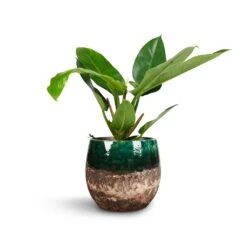 Philodendron Imperial Green -Plant potted plants Philodendron Imperial Green 17x50cm Lindy Plant Pot Black Green 23x20cm 1