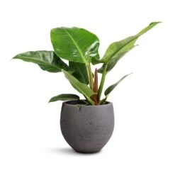 Mini Orb Kevan Plant Pot - Black Washed 29 Mini Orb Kevan Plant Pot - Black Washed -Plant potted plants Philodendron Imperial Green 19x50cm Mini Orb Kevan Plant Pot Black Washed 25x21cm db4607f1 0a87 4184 a705 db2ea000f8ab