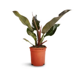 Philodendron Imperial Red -Plant potted plants Philodendron Imperial Red 17x50cm 2