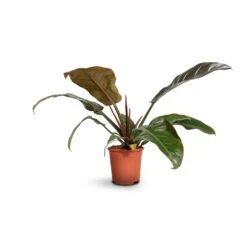 Philodendron Imperial Red -Plant potted plants Philodendron Imperial Red 17x50cm