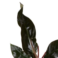 Philodendron Imperial Red -Plant potted plants Philodendron Imperial Red 17x50cm 2 e8fdfc92 0f4f 44a8 9630 c2b4c949d33d