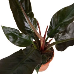 Philodendron Imperial Red -Plant potted plants Philodendron Imperial Red 17x50cm 3