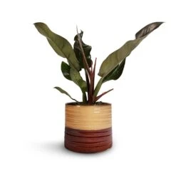 Philodendron Imperial Red -Plant potted plants Philodendron Imperial Red 17x50cm Didi Plant Pot Rustic Red Dip 20x18cm 1