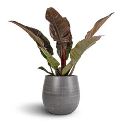 Philodendron Imperial Red -Plant potted plants Philodendron Imperial Red 17x50cm Esra Plant Pot Mystic Grey 26x26cm