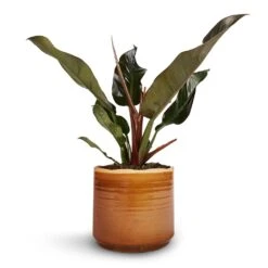 Philodendron Imperial Red -Plant potted plants Philodendron Imperial Red 17x50cm Jordy Plant Pot Caramel 20x18cm 1