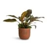 Philodendron Imperial Red -Plant potted plants Philodendron Imperial Red 19x55cm Duncan Plant Pot Rust 23x22cm