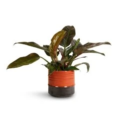 Philodendron Imperial Red -Plant potted plants Philodendron Imperial Red 19x55cm Marlijn Plant Pot Coral 21x21cm