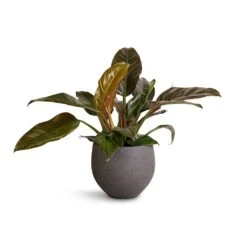 Philodendron Imperial Red -Plant potted plants Philodendron Imperial Red 19x55cm Mini Orb Kevan Plant Pot Black Washed 25x21cm