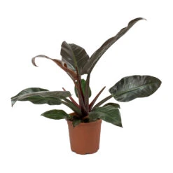 Philodendron Imperial Red -Plant potted plants Philodendron Imperial Red