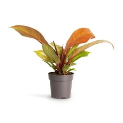 Philodendron Prince Of Orange -Plant potted plants Philodendron Prince of Orange 10.5x30cm