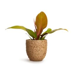 Philodendron Prince Of Orange -Plant potted plants Philodendron Prince of Orange 10.5x30cm Cody Plant Pot Straw Grass 17x15cm